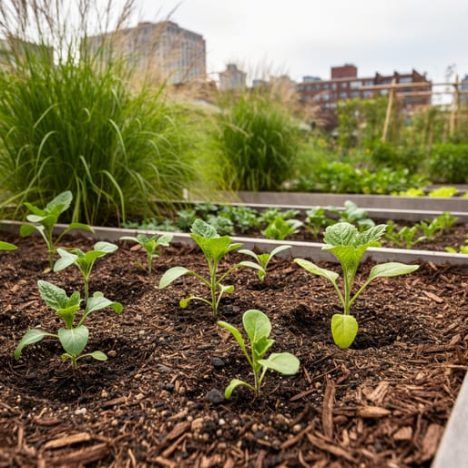 Why Biodynamic Wine Is Taking Root in Urban Farming (And What It Means for Your Garden)